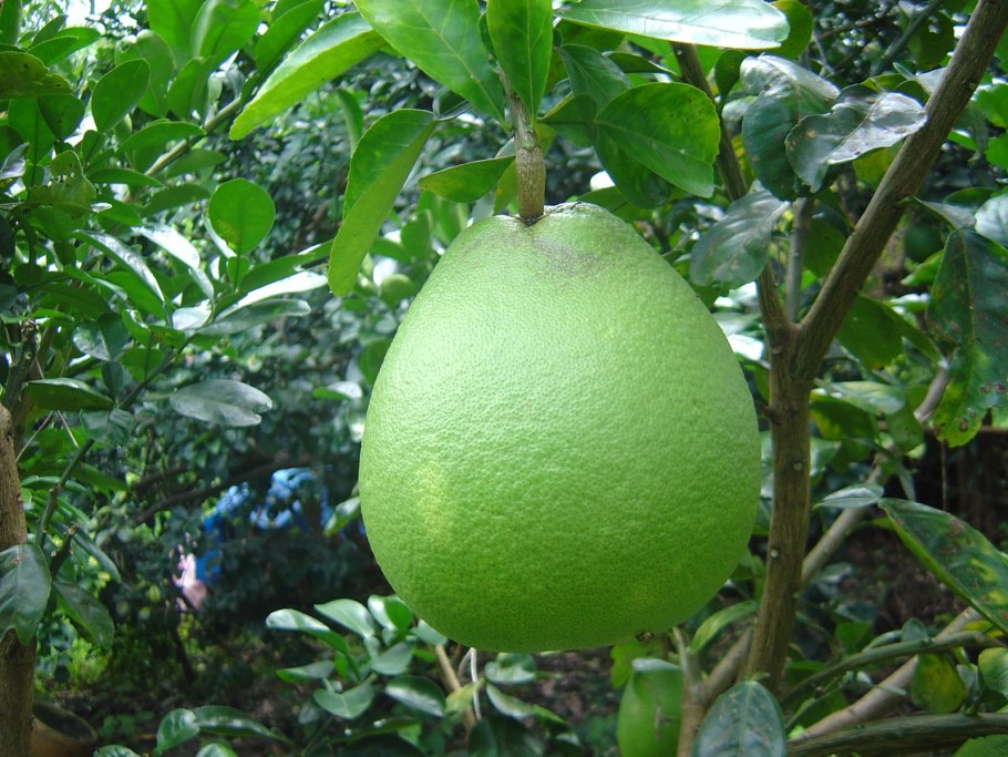 Помело растение