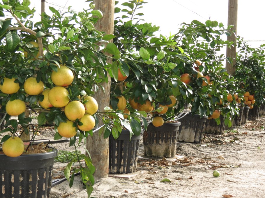 Грейпфрутовое дерево