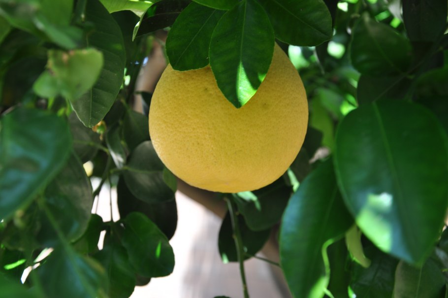 - Грейпфрут (Citrus Paradisi) цветы