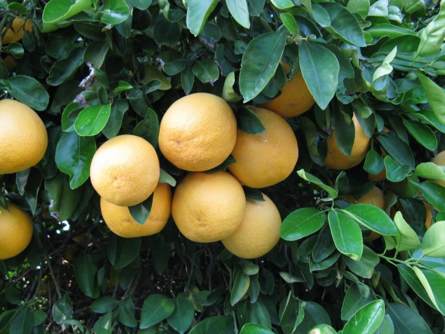 Помело дерево