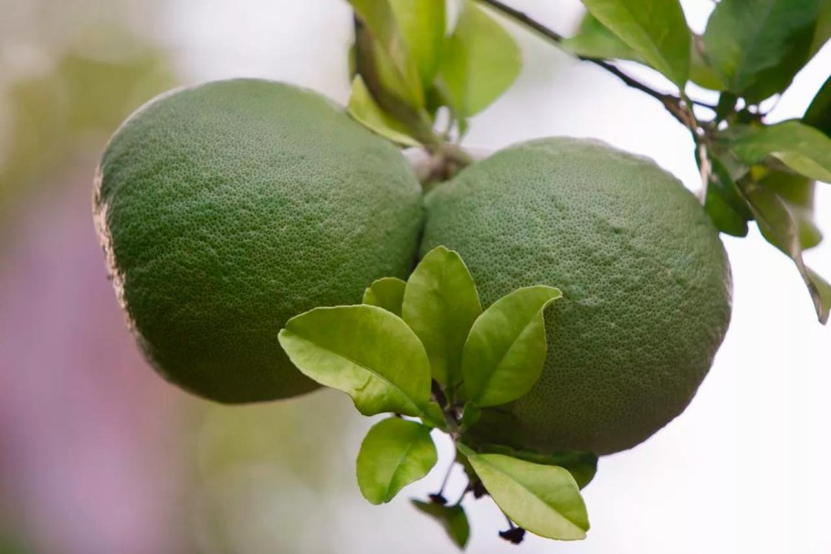 Плод помело