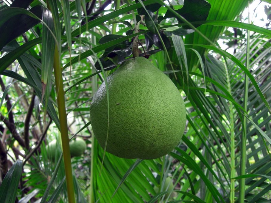 Помело Малайзия