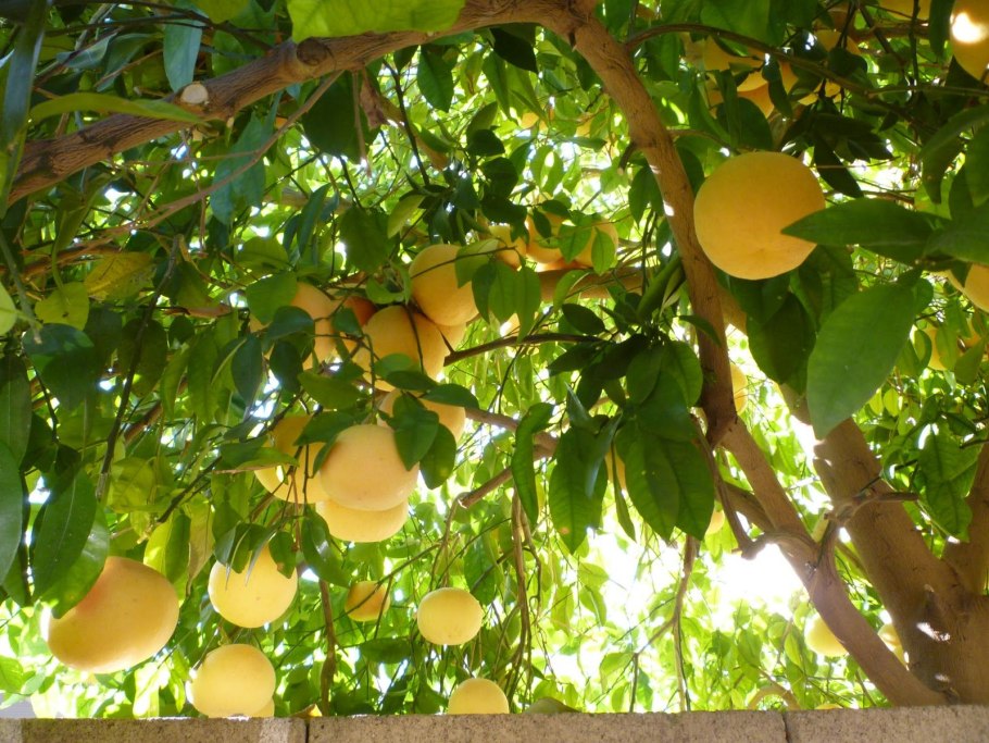 Памела фрукт на дереве