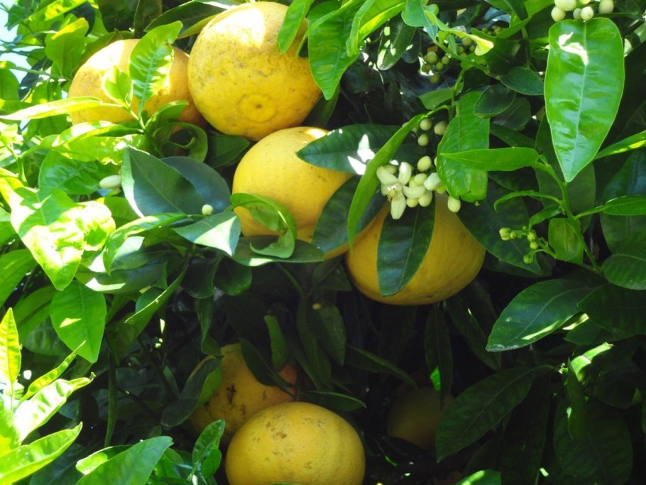 Памела дерево