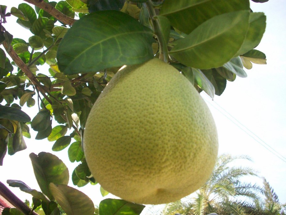 Помело «Khao Phuang»