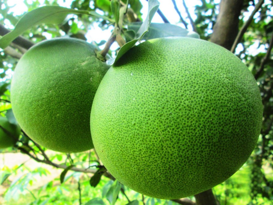 Помело Челленджер