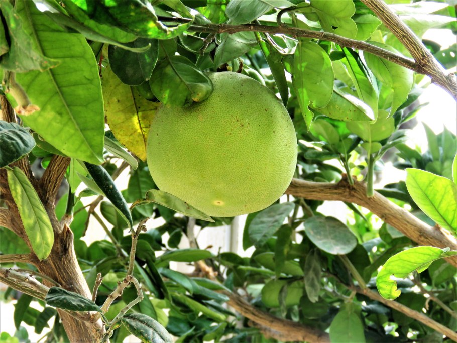 Помело дома фото дерево