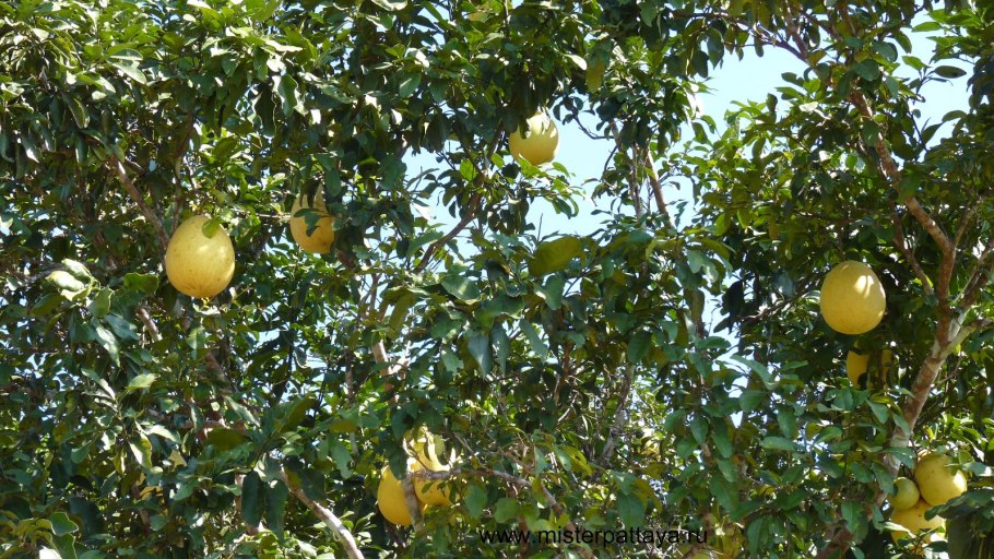 Помело дерево