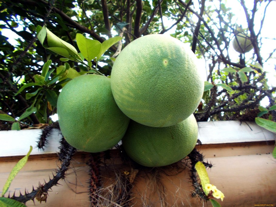 Помело дерево