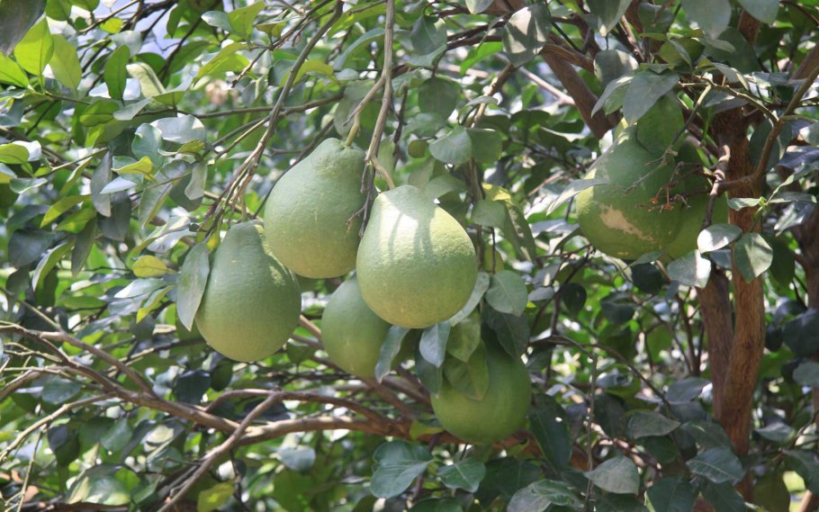 Помело колючее дерево