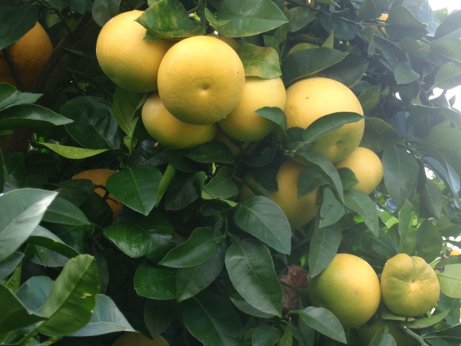 Свити фрукт дерево