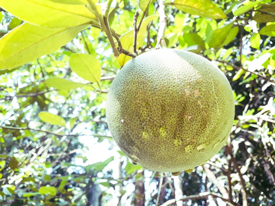 Родина помело