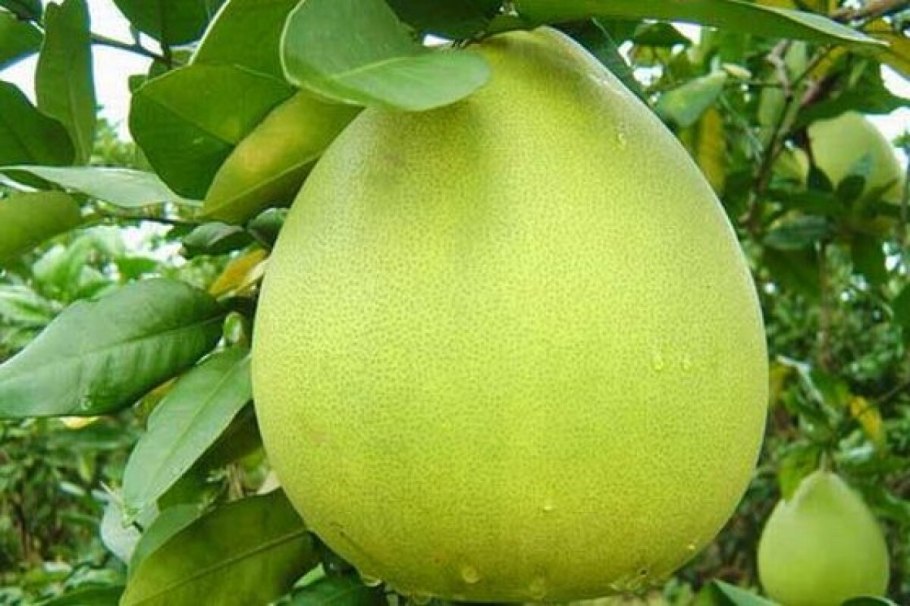 Помело фрукт Израиль