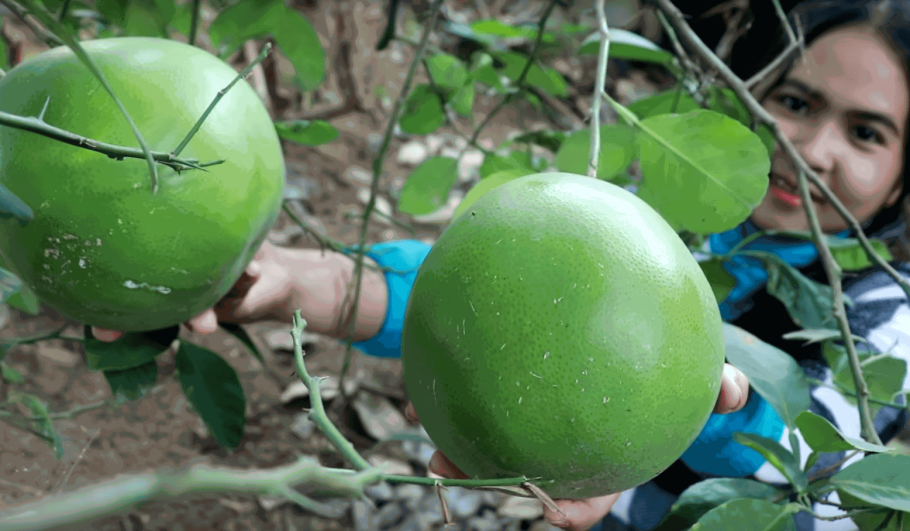 Помело на земле