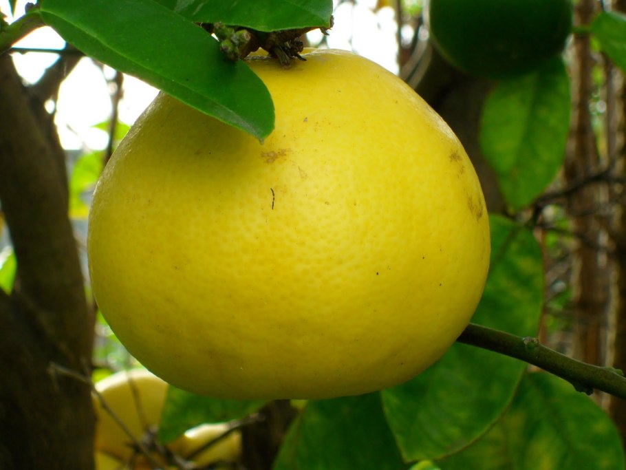 Памела цитрус