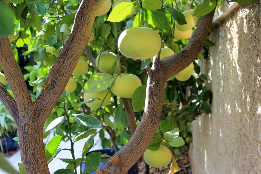 Цитрус Свити дерево