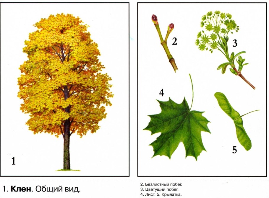 Клен остролистный плоды