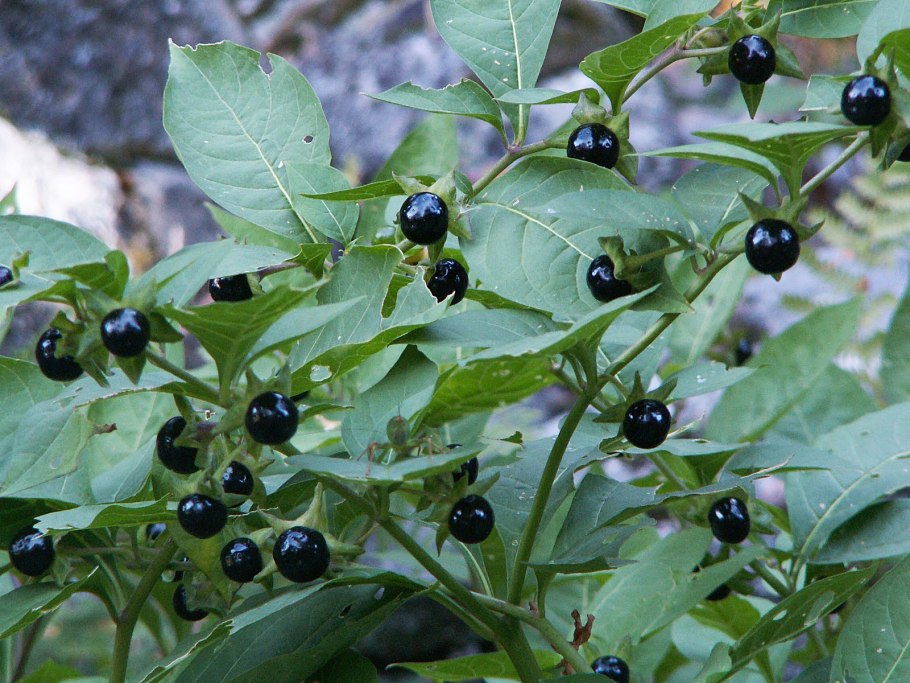 Красавка белладонна Atropa Belladonna