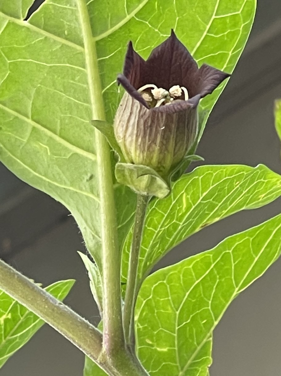 Atropa Belladonna Flower