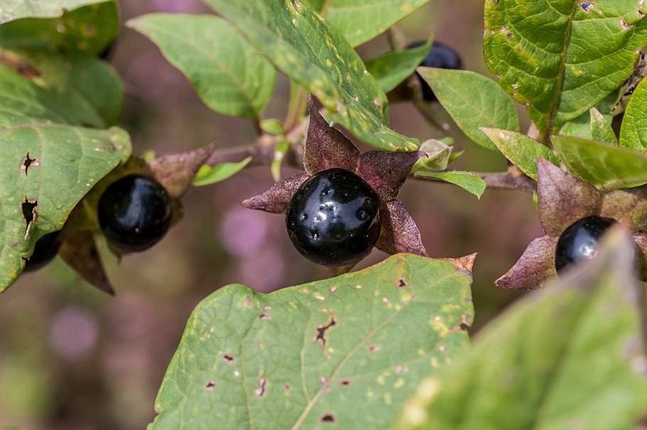 Красавка белладонна Atropa Belladonna