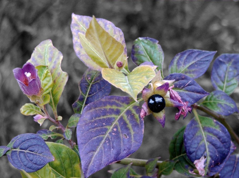 Красавка белладонна Atropa Belladonna