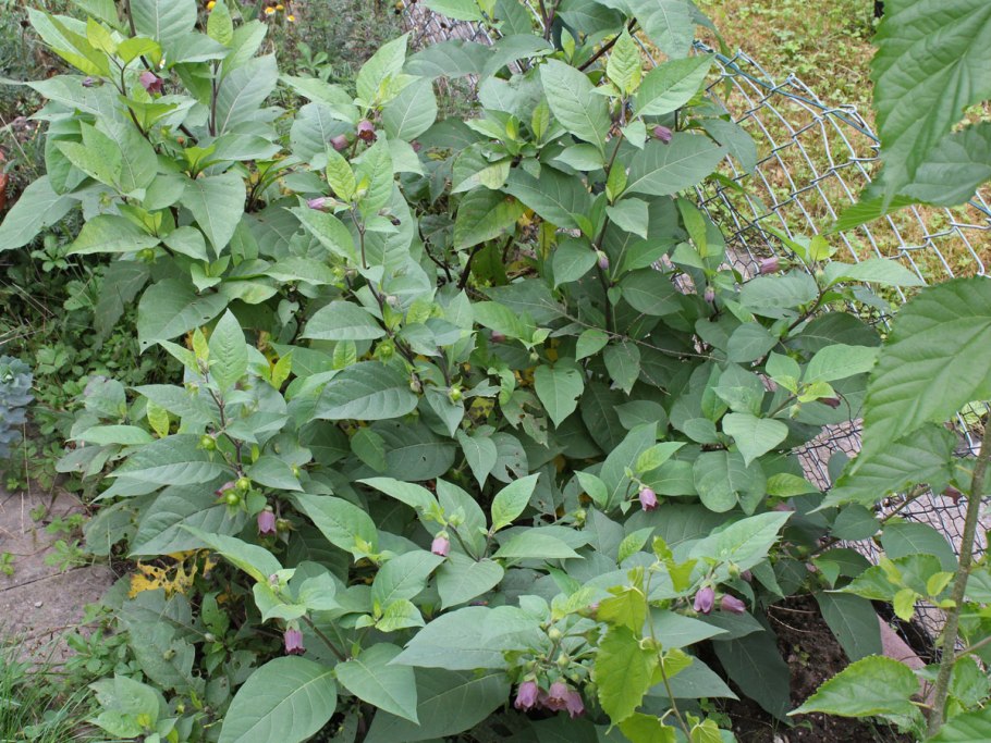 Красавка куст
