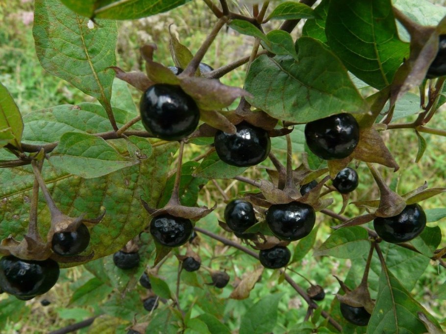 Красавка белладонна Atropa Belladonna