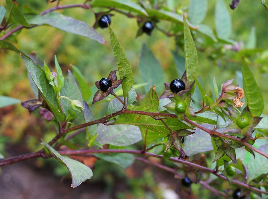 Красавка белладонна Atropa Belladonna