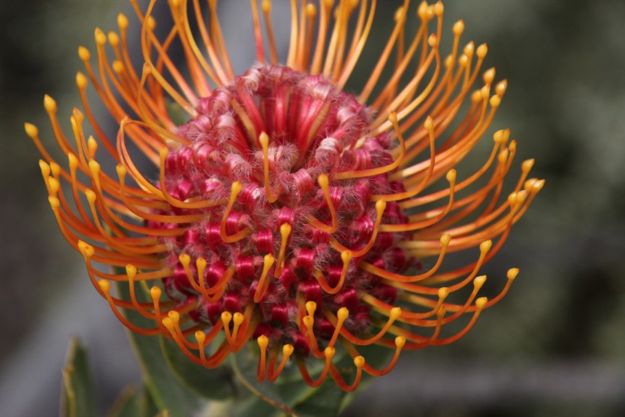 Leucospermum срез