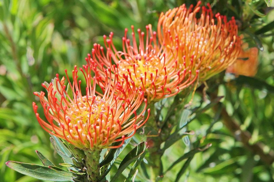 Leucospermum cordifolium