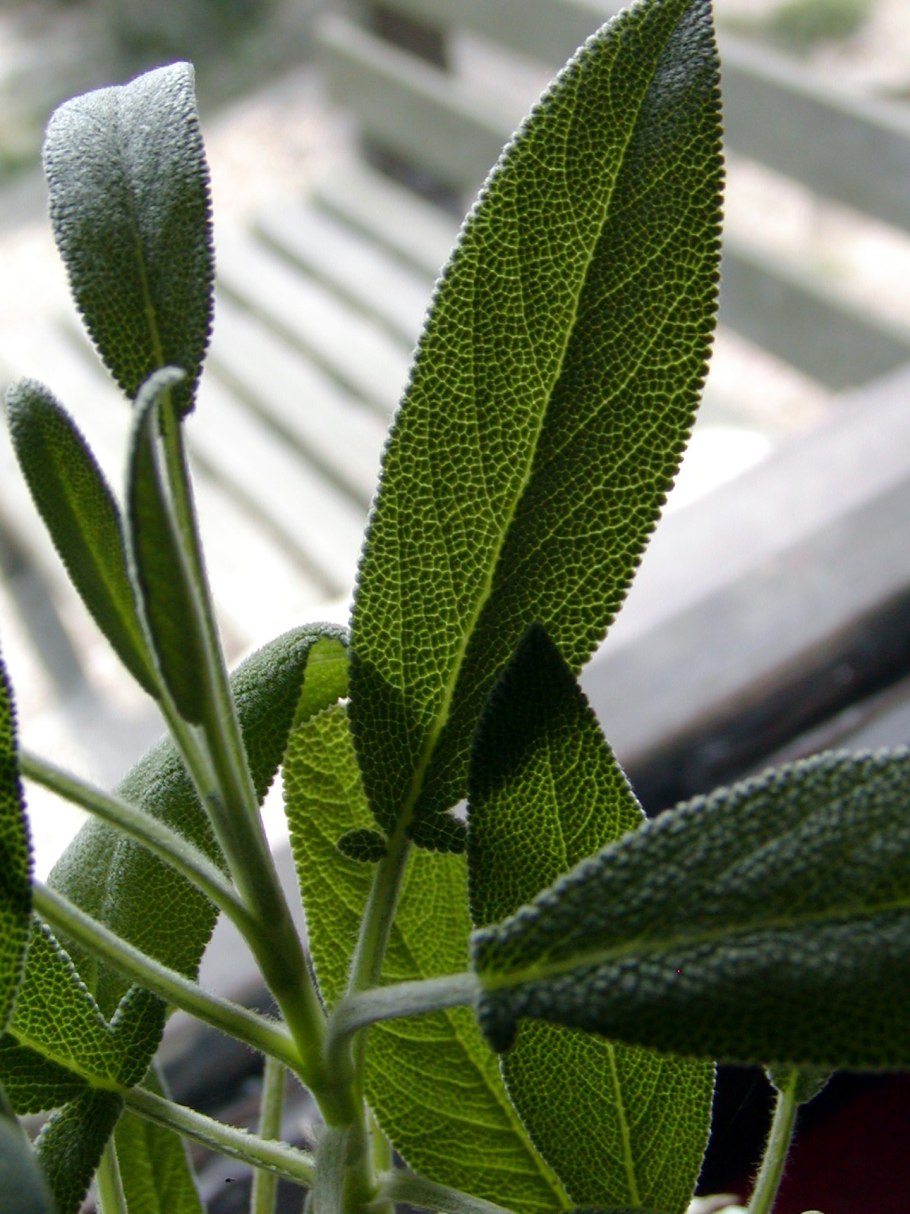 Salvia officinalis лист
