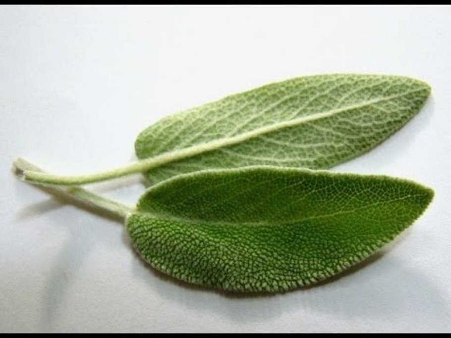 Salvia officinalis лист