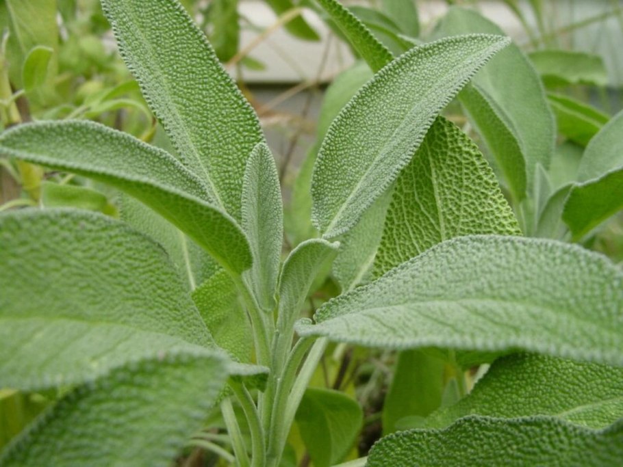 Шалфей лекарственный (Salvia officinalis)