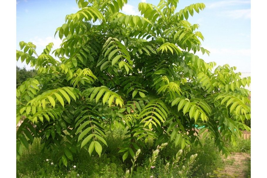 Орех маньчжурский (Juglans nigra l.)