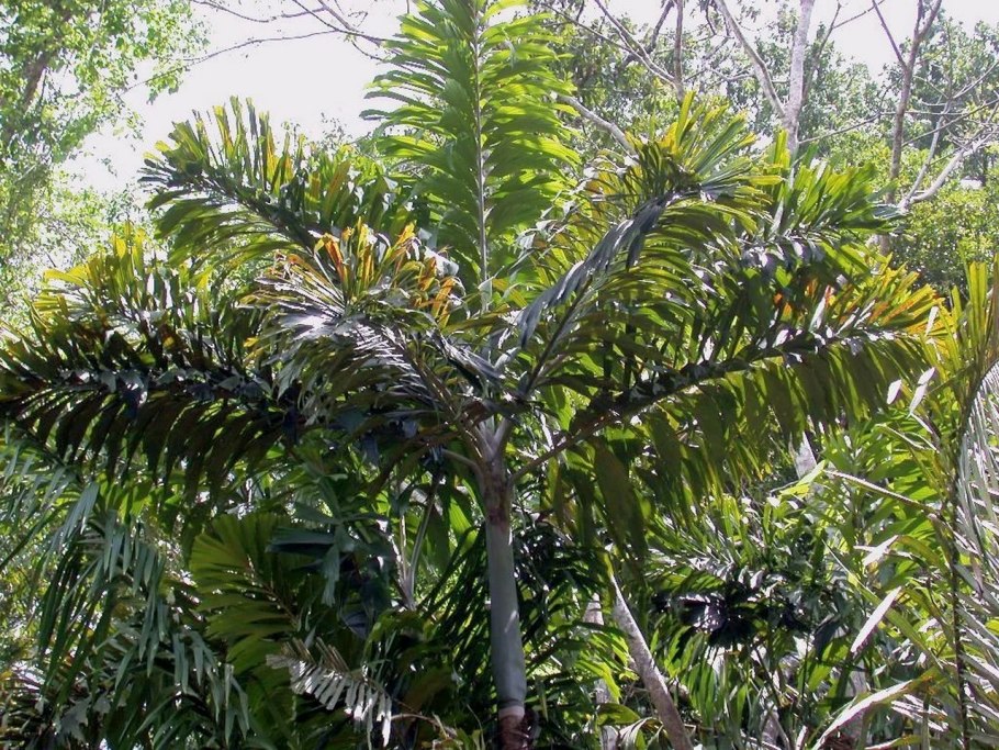 Socratea exorrhiza