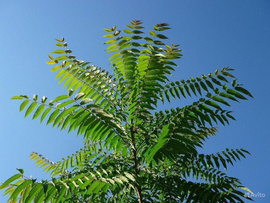 Ailanthus altissima Айлант высочайший