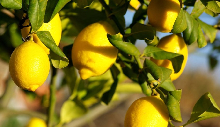 Citrus Citrus Lemon