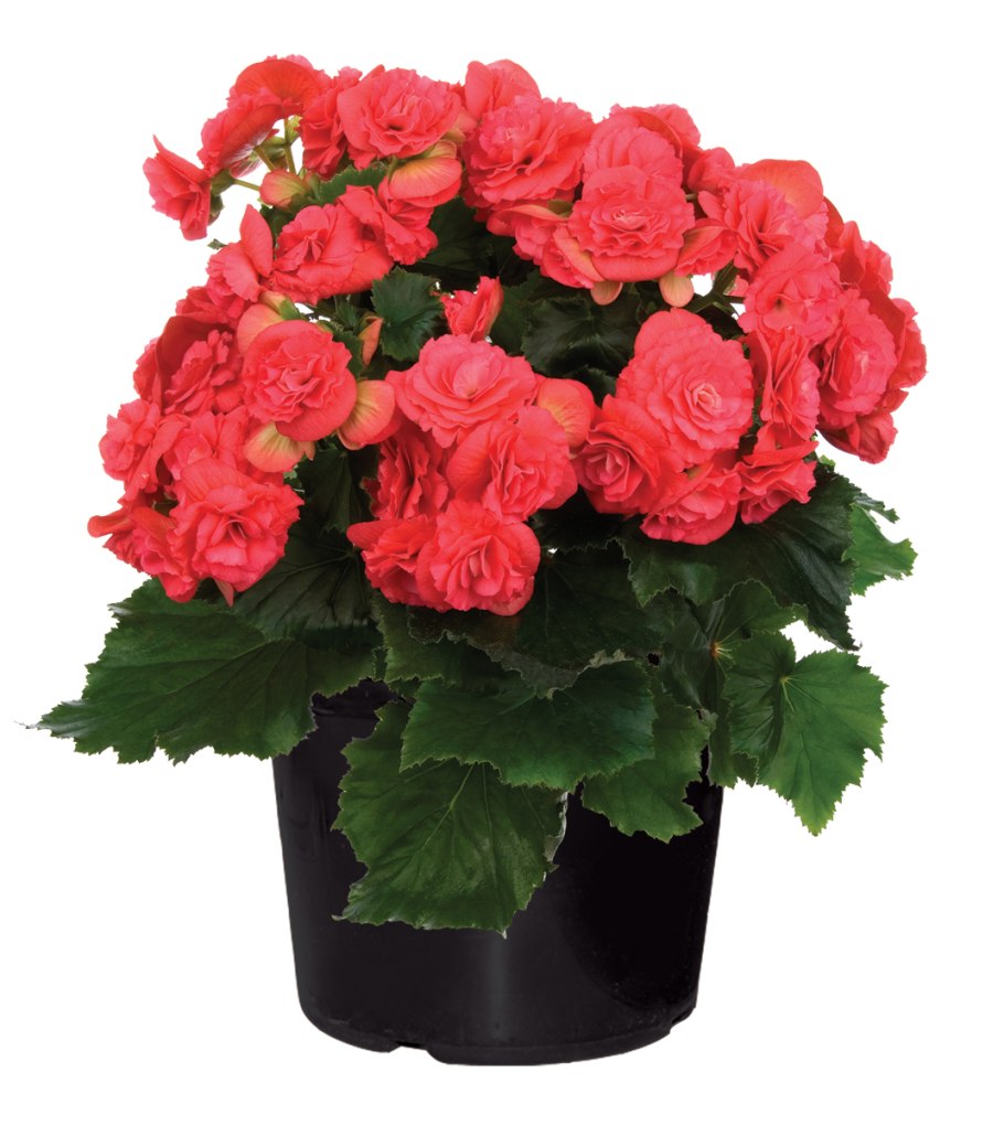 Бегония Элатиор Clara