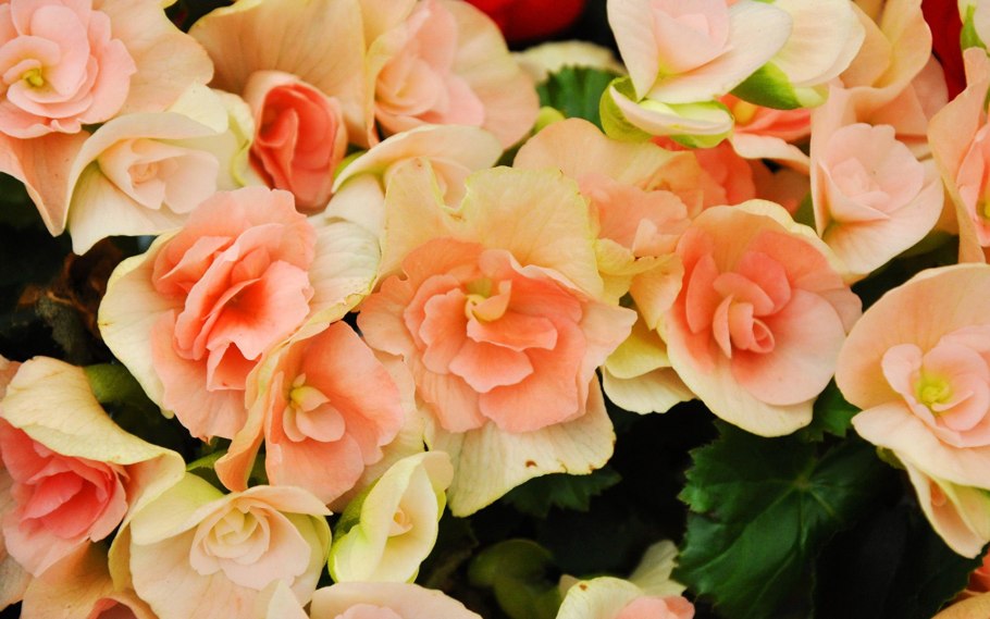 Цветок бегония