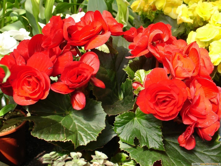 Бегония клубневая вечноцветущая