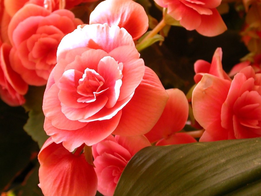 Бегония rosea