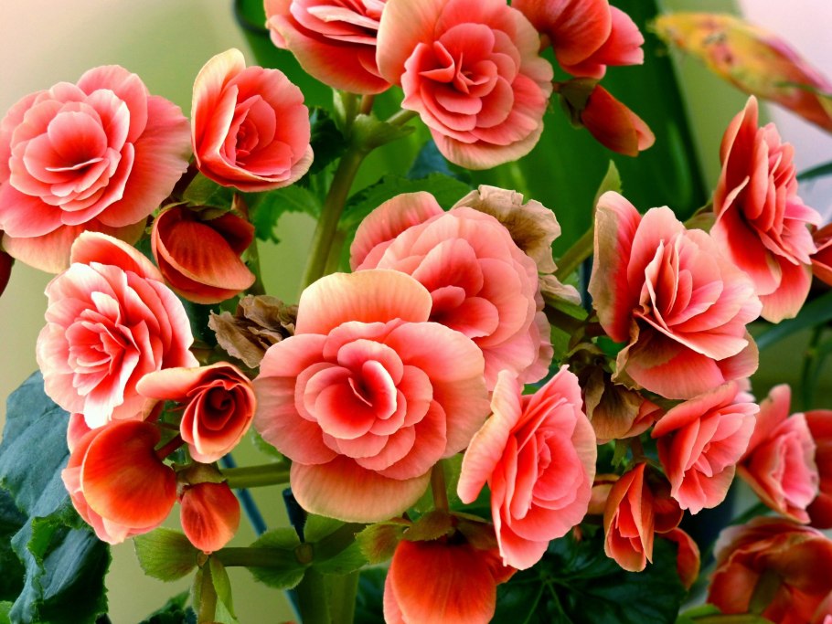 Бегония Элатиор розовая