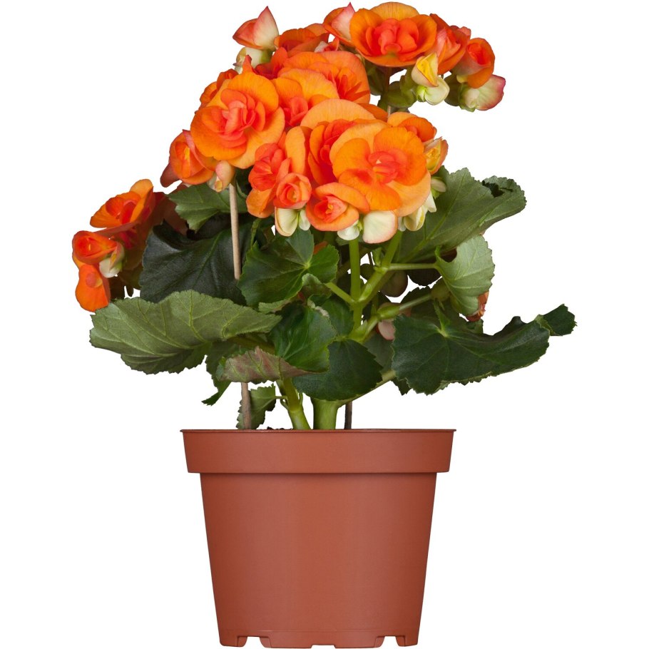 Цветок бегония