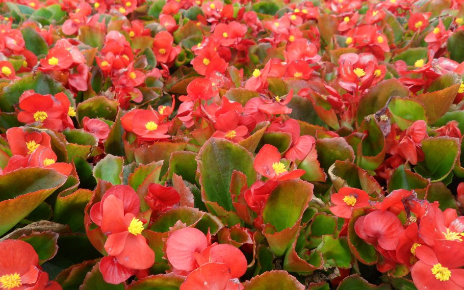 Цветок бегония