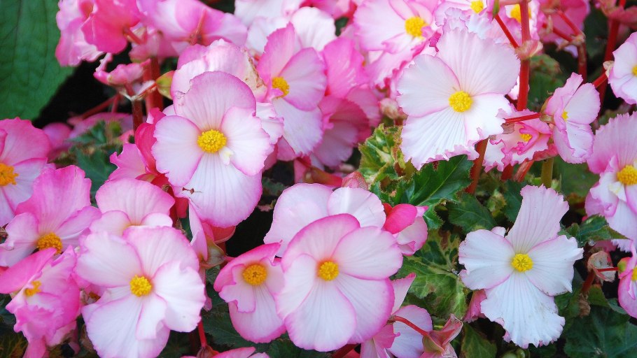 Бегония розовая