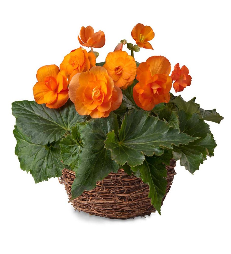 Бегония Элатиор Вероника