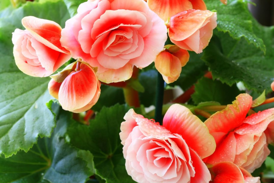 Бегонии Элатиор Сандриния