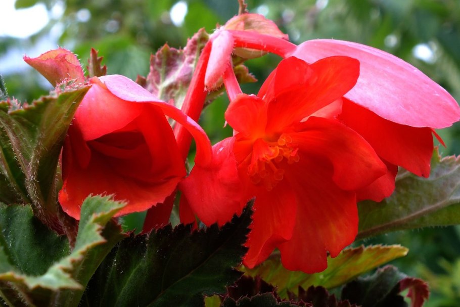 Бегония саламандра