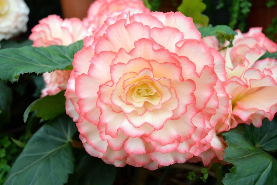 Бегонии вумми маскарад