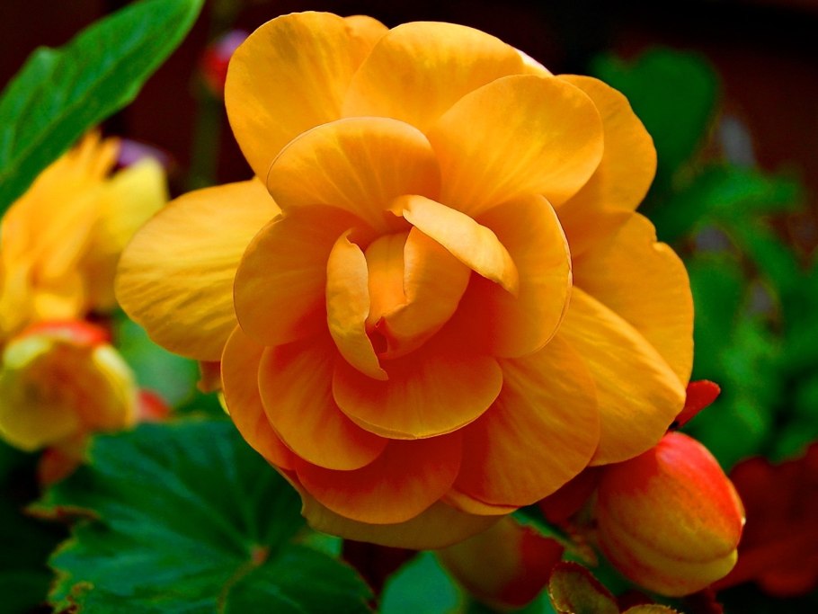 Цветок бегония клубневая желтая